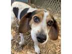 Adopt Gemma a White Beagle / Mixed dog in Cumming, GA (34704336)