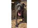Adopt Indie a Black Mixed Breed (Small) / Mixed dog in Cumming, GA (34704335)