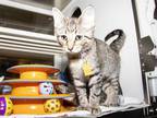 Adopt PHINEAS a Brown Tabby Domestic Shorthair / Mixed (short coat) cat in
