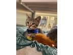 Adopt FERB a Brown Tabby Domestic Shorthair / Mixed (short coat) cat in Maryland