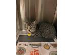 Adopt CANDACE a Gray, Blue or Silver Tabby Domestic Shorthair / Mixed (short