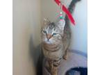 Adopt Purrdy a Tan or Fawn Domestic Shorthair / Mixed cat in DETROIT LAKES