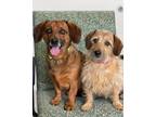 Adopt Charlie / Ella a Dachshund / Mixed Breed (Medium) / Mixed dog in Dalton