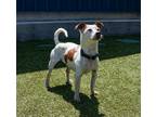 Adopt Jax (in foster) a White Jack Russell Terrier / Mixed dog in Santa Cruz