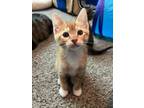 Adopt Hudson a Orange or Red Domestic Shorthair / Domestic Shorthair / Mixed cat