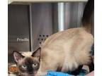 Adopt Priscilla a Cream or Ivory Siamese / Mixed cat in Pendleton, OR (34704366)