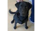 Adopt Orion a Black Labrador Retriever / Mixed dog in Auburn, WA (34704365)
