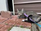 Adopt Zuzu a Brown Tabby Domestic Mediumhair / Mixed (medium coat) cat in Akron