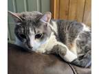 Adopt Holly a Gray or Blue Domestic Shorthair / Mixed (short coat) cat in