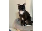 Adopt Mike a Black & White or Tuxedo American Shorthair / Mixed (short coat) cat
