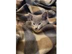 Adopt Milo A Gray Or Blue (Mostly) Domestic Shorthair / Mixed (short Coat) Cat