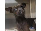 Adopt Roxie a Black Mixed Breed (Small) / Mixed dog in Ponca City, OK (34704026)