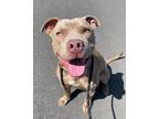 Adopt Mountain Dew* a American Pit Bull Terrier / Mixed dog in Pomona