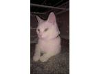 Adopt Pixel a White Turkish Van / Mixed (short coat) cat in Montgomery