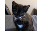 Adopt Bella a All Black American Shorthair / Mixed cat in Patterson