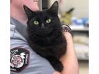 Adopt 12999 a Domestic Longhair / Mixed cat in Covington, GA (34703946)