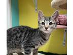 Adopt Cletus a Domestic Shorthair / Mixed cat in Fresno, CA (34703907)