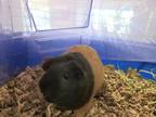 Adopt Sweet Pea a Guinea Pig small animal in Lincoln, NE (34703894)
