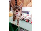 Adopt Cat 22531 (Jesse) a Brown or Chocolate Domestic Shorthair (short coat) cat