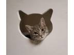 Adopt Cat 22369 (Chicken Little) a Gray or Blue Domestic Shorthair (short coat)