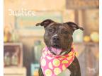 Adopt Justice a Brown/Chocolate American Pit Bull Terrier / Mixed dog in Newport