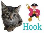 Adopt Hook a Brown or Chocolate Domestic Shorthair / Domestic Shorthair / Mixed