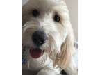 Adopt Teddy a Tan/Yellow/Fawn Labradoodle / Australian Shepherd / Mixed dog in