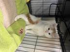 Adopt SNOWY a Orange or Red (Mostly) Domestic Shorthair / Mixed (short coat) cat