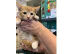 Adopt a Orange or Red Tabby Domestic Mediumhair / Mixed (medium coat) cat in