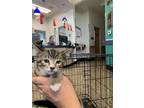 Adopt a Brown Tabby Domestic Mediumhair / Mixed (medium coat) cat in Tracy