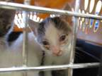 Adopt *PAX a Gray, Blue or Silver Tabby Domestic Shorthair / Mixed (short coat)