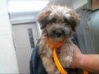 Adopt NERF a Tan/Yellow/Fawn - with Black Skye Terrier / Mixed dog in