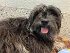 Adopt *HELEN a Tricolor (Tan/Brown & Black & White) Havanese / Mixed dog in