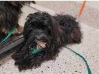 Adopt *HARRY a Black - with White Havanese / Mixed dog in Brighton