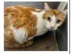 Adopt TOM a Orange or Red (Mostly) Domestic Shorthair / Mixed (short coat) cat