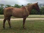 Healthy and beautiful Gelding QH for adoption
