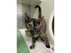 Adopt Raymi a All Black Domestic Shorthair / Domestic Shorthair / Mixed cat in