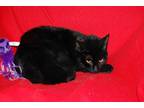 Adopt SAHARA a All Black Domestic Shorthair / Mixed (short coat) cat in Clinton