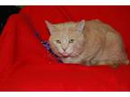 Adopt TIGER a Orange or Red Tabby Domestic Longhair / Mixed (long coat) cat in