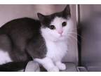 Adopt Jezebel a Gray or Blue (Mostly) Domestic Shorthair (short coat) cat in