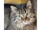 Adopt Bravo a Domestic Longhair / Mixed cat in Golden, CO (34703577)