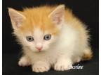Adopt Flick a Orange or Red Tabby Domestic Mediumhair (short coat) cat in