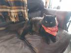 Adopt Murray a Black (Mostly) Norwegian Forest Cat / Mixed (long coat) cat in