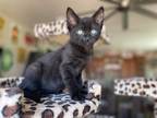 Adopt Guinness a All Black Domestic Mediumhair (medium coat) cat in Queen Creek
