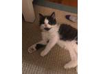 Adopt Maxwell (Mom and 2 kittens) a White Domestic Longhair cat in Lewis Center