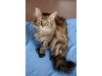 Adopt Echo a Brown or Chocolate Maine Coon / Domestic Shorthair / Mixed cat in