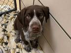 Adopt CHARLES a Brown/Chocolate - with White German Shorthaired Pointer / Mixed