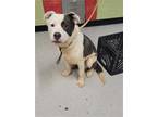 Adopt REED a Gray/Silver/Salt & Pepper - with White Border Collie / Mixed dog in