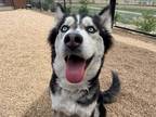 Adopt *KIMMIE a Black - with White Husky / Mixed dog in Brighton, CO (34687263)