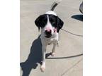 Adopt Millie a White - with Black Pointer / Labrador Retriever / Mixed dog in